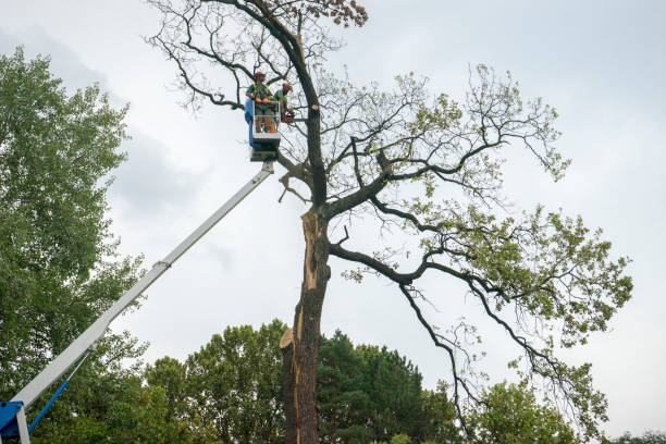 Best Arborist Consultation Services  in Trucksville, PA